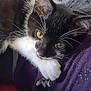Salt joined the competition — help win amazing prizes! black_cat, carnivore, cat, domestic_long_haired_cat, domestic_short_haired_cat, eye, felidae, fur, kitten, norwegian_forest_cat, small_to_medium_sized_cats, snout, whiskers