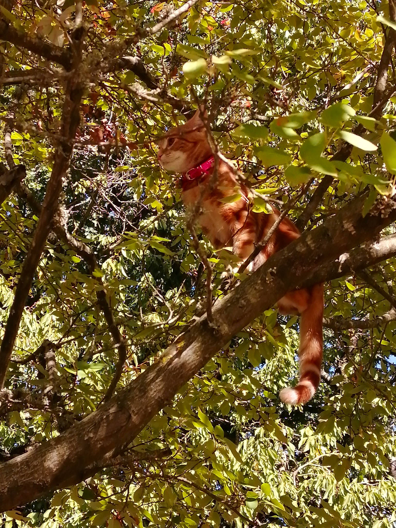 Tigrou a rejoint le concours — aidez-le/la à gagner de superbes lots ! botany, branch, deciduous, flowering_plant, forest, grass, happy, jungle, natural_landscape, people_in_nature, plant, spring, temperate_broadleaf_and_mixed_forest, terrestrial_plant, tints_and_shades, tree, trunk, twig, vegetation, woody_plant