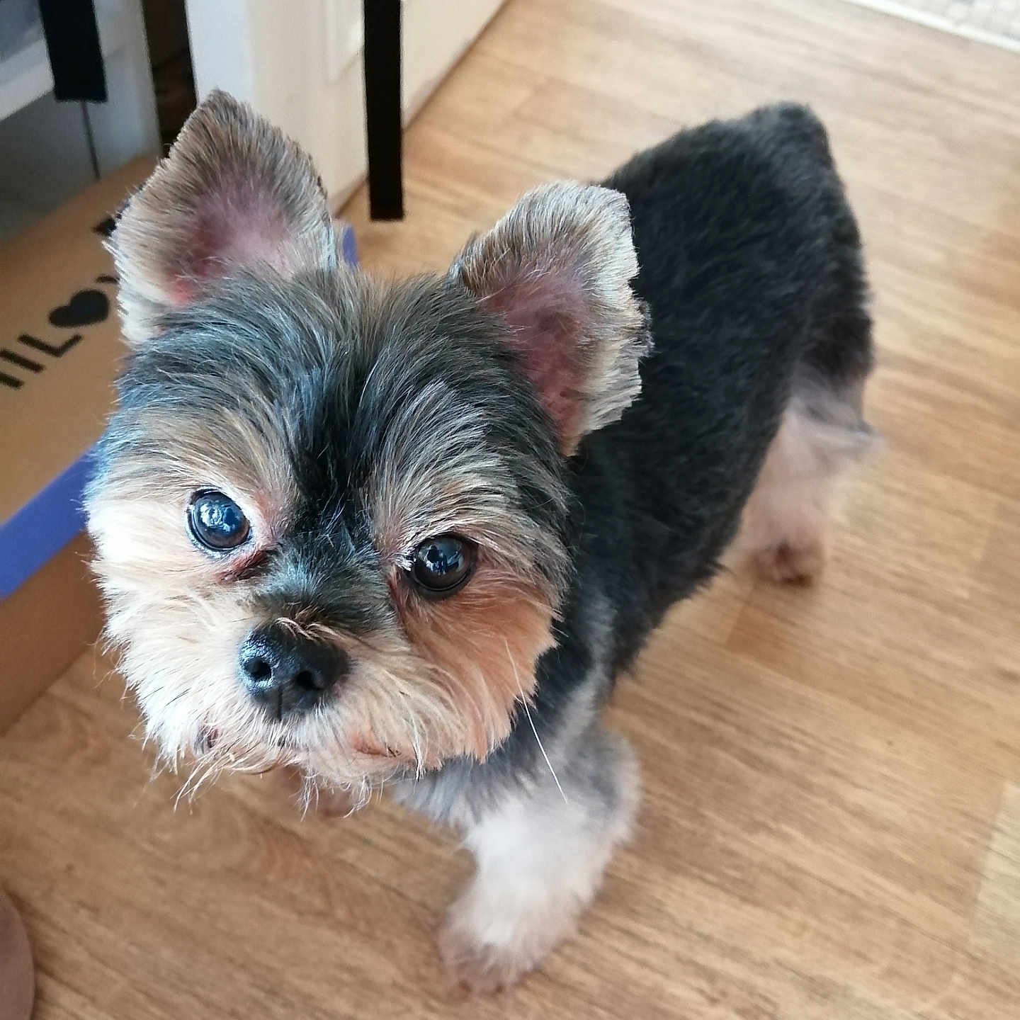 Nemo a rejoint le concours — aidez-le/la à gagner de superbes lots ! dog, pet, curious, fur, ears, floor, wooden_floor, indoor, small_dog, animal, cute, looking_up, companion, domestic_animal, canine, household, portrait, whiskers, alert, friendly