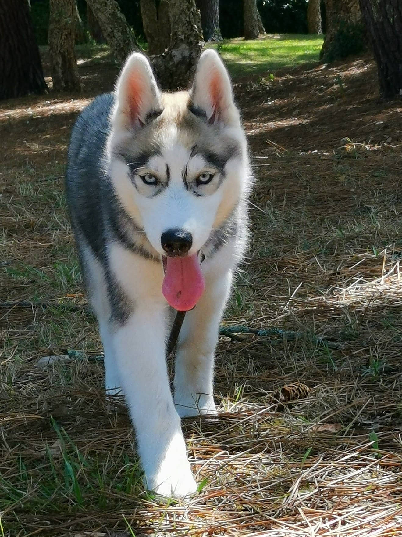 Tina a rejoint le concours — aidez-le/la à gagner de superbes lots ! canidae, carnivore, companion_dog, dog, dog_breed, eye, fang, fawn, fur, grass, head, jaw, plant, siberian_husky, sled_dog, snout, sporting_group, tree, whiskers, wolf