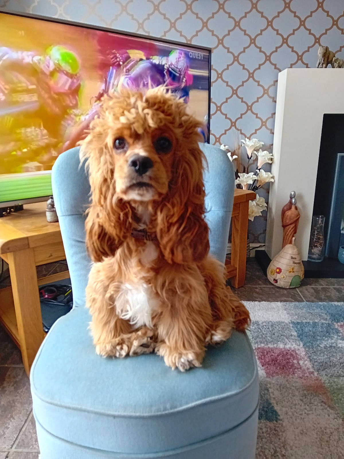 Layla joined the competition — help win amazing prizes! canidae, carnivore, chair, cocker_spaniel, companion_dog, dog, dog_breed, dog_supply, flooring, fur, led_backlit_lcd_display, liver, pet_supply, spaniel, toy_dog, wood, working_animal