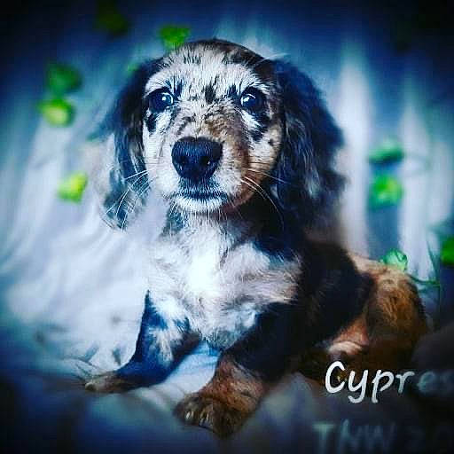 Cypress joined the competition — help win amazing prizes! canidae, carnivore, companion_dog, dachshund, dog, dog_breed, mammal, puppy, sporting_group, vertebrate