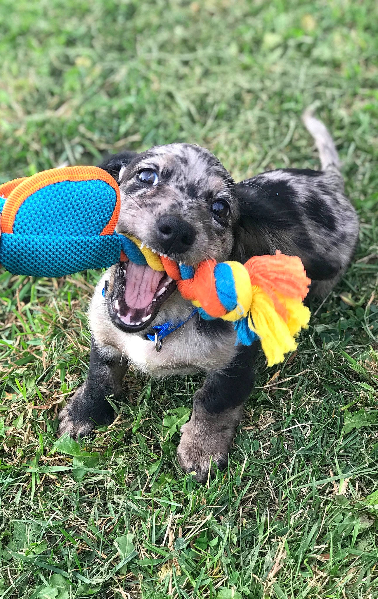 Cypress is registered to the contest to win money with this photo: canidae, carnivore, dog, dog_breed, puppy, rare_breed_dog, snout, sporting_group