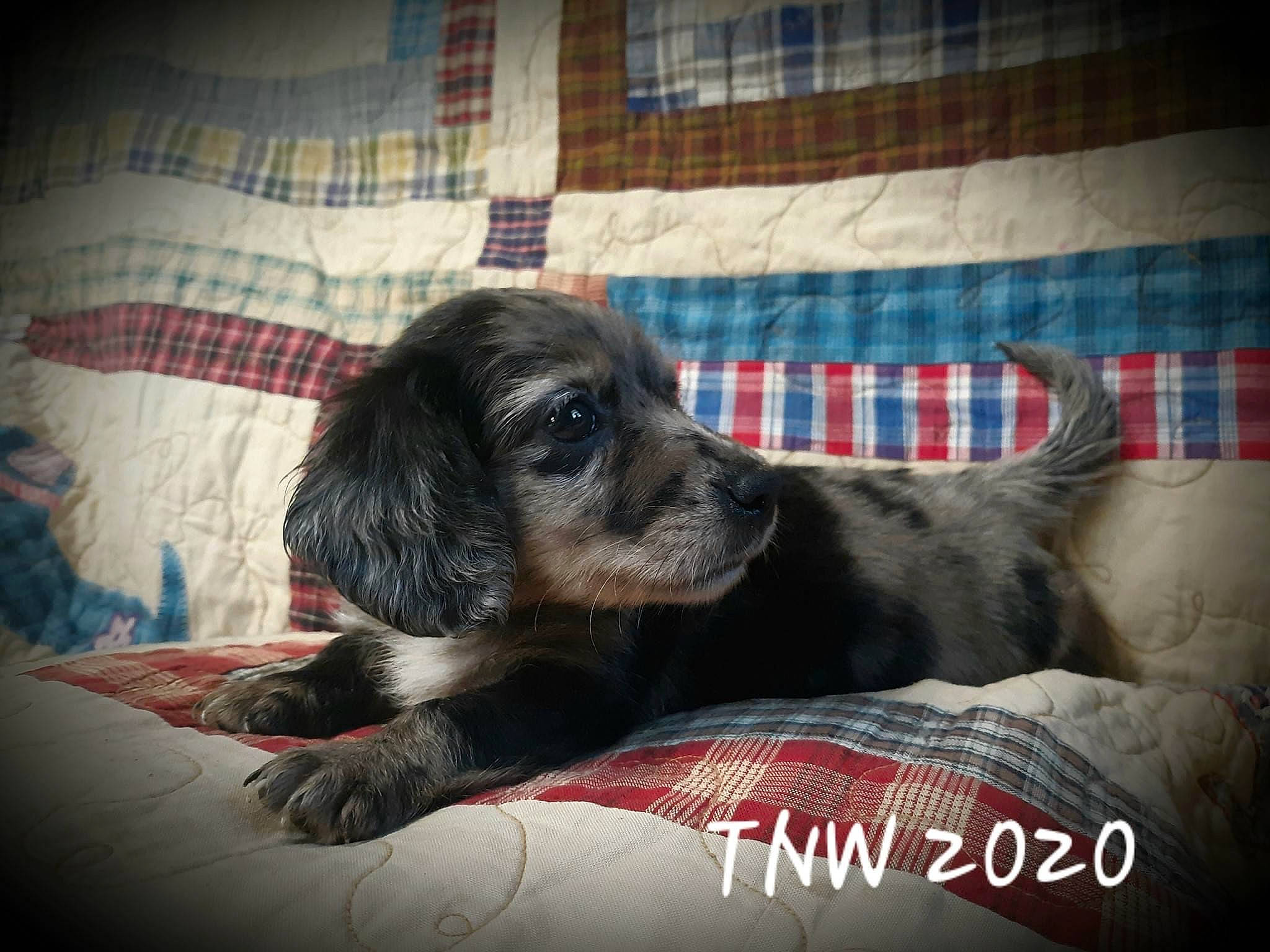 Cypress joined the competition — help win amazing prizes! canidae, carnivore, cocker_spaniel, companion_dog, dog, dog_breed, english_cocker_spaniel, mammal, puppy, rare_breed_dog, snout, sporting_group, vertebrate