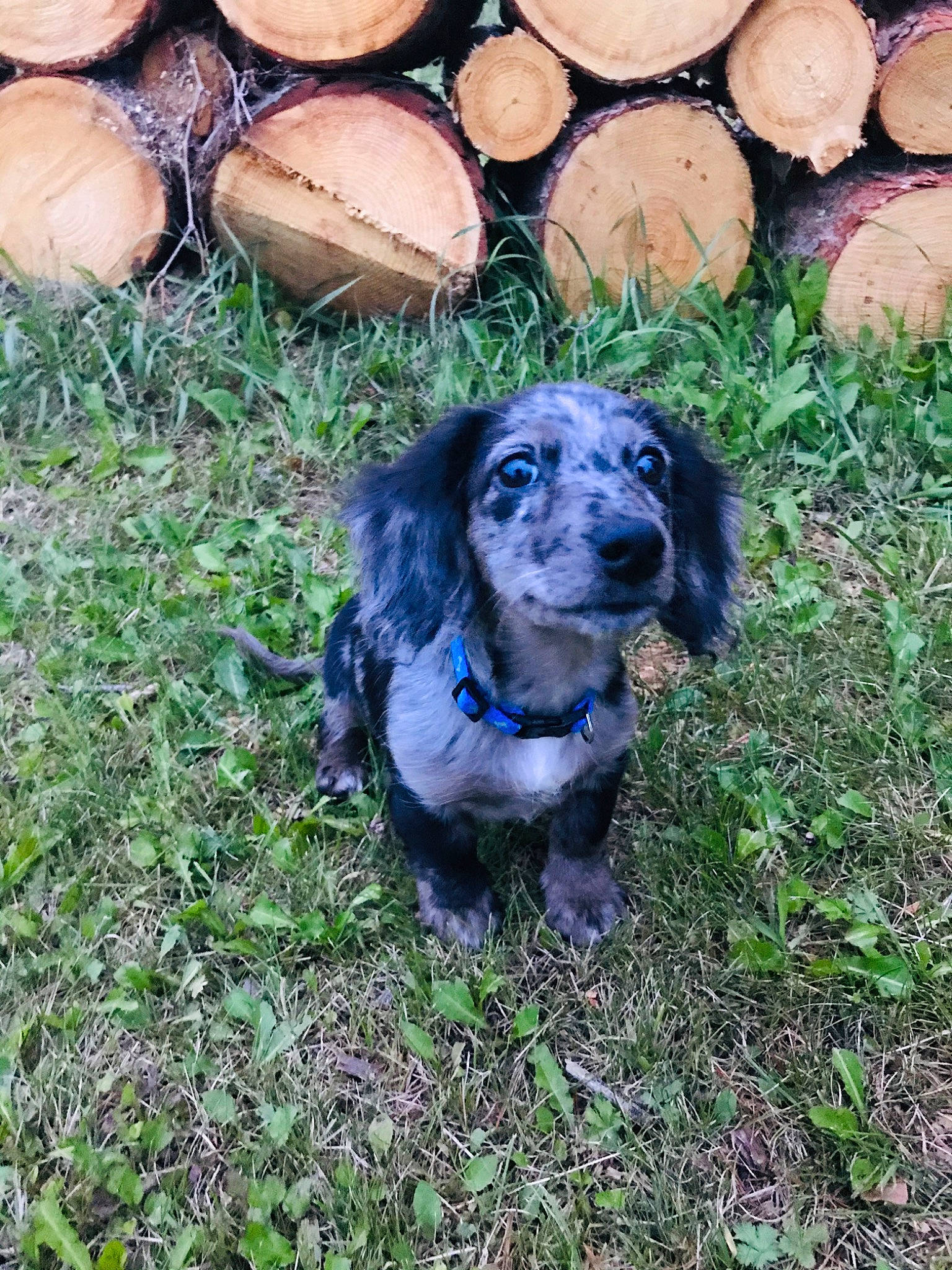 Cypress is registered to the contest to win money with this photo: canidae, carnivore, cocker_spaniel, companion_dog, dachshund, dog, dog_breed, english_cocker_spaniel, fawn, german_spaniel, grass, puppy, spaniel, sporting_group