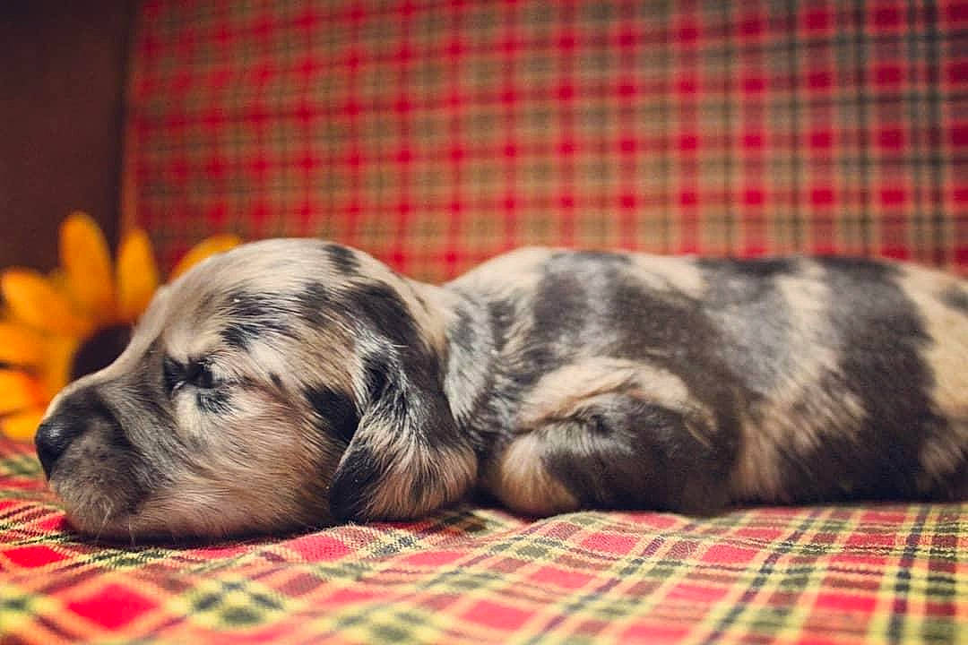 Cypress is registered to the contest to win money with this photo: canidae, carnivore, companion_dog, dog, dog_breed, fur, great_dane, mammal, nap, non_sporting_group, puppy, snout, sporting_group, vertebrate