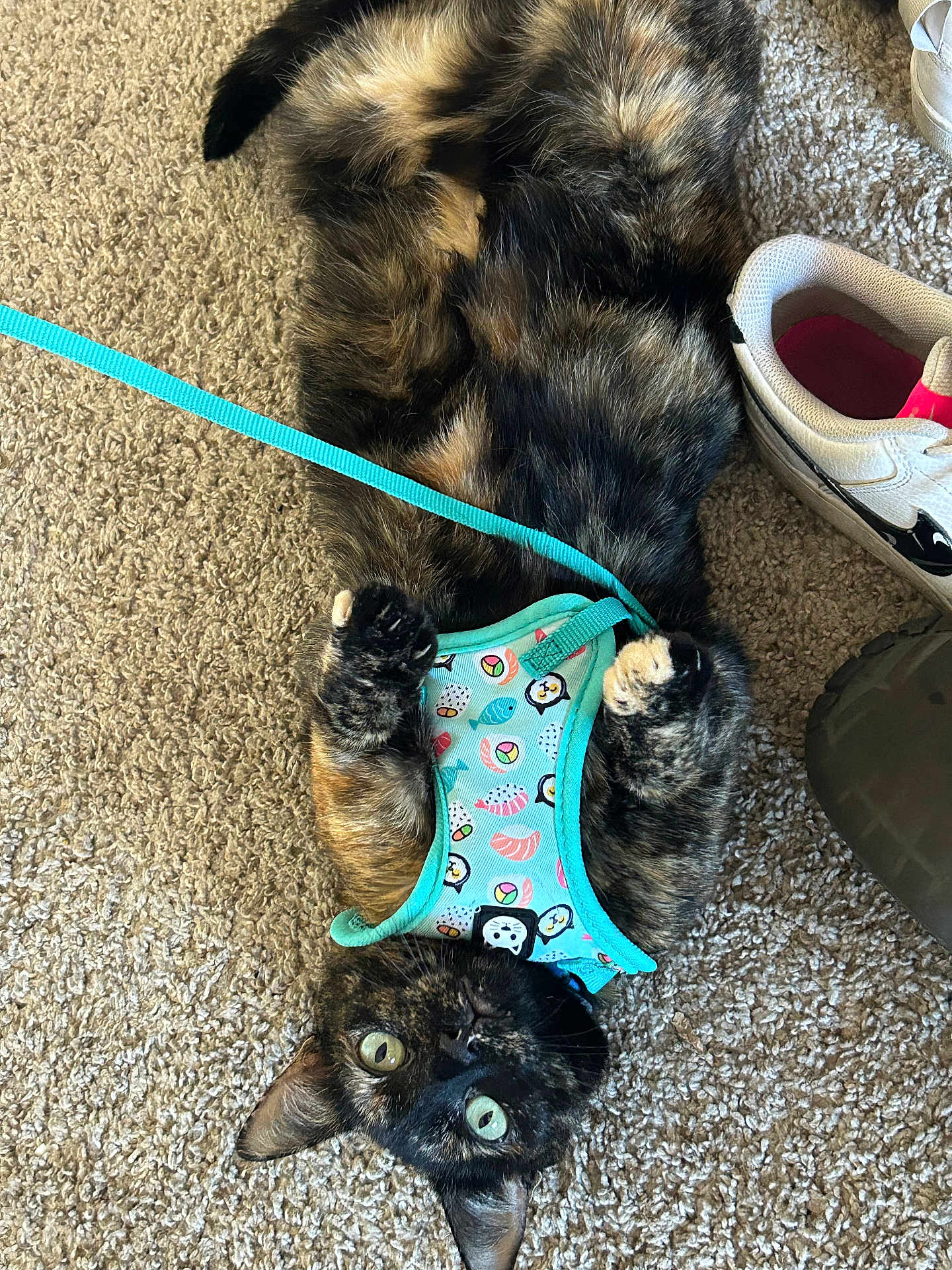 Mika is registered to the contest to win money with this photo: cat, tortoiseshell, pet, harness, leash, carpet, indoor, green_eyes, sneaker, playful, feline, cute, fur, animal, resting, looking_up, domestic_cat, floor, colorful, accessory