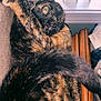 cat, tortoiseshell, pet, animal, feline, tail, fur, window, blinds, wood, indoor, cozy, resting, curled_up, whiskers, close_up, sleepy, soft, perch, playful