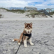 Mocha joined the competition — help win amazing prizes! dog, puppy, beach, sand, dunes, seaside, ocean, sky, clouds, harness, leash, sitting, outdoors, shoreline, vacation, beach_house, grass, portrait, fluffy, daylight