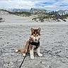 dog, puppy, beach, sand, dunes, seaside, ocean, sky, clouds, harness, leash, sitting, outdoors, shoreline, vacation, beach_house, grass, portrait, fluffy, daylight