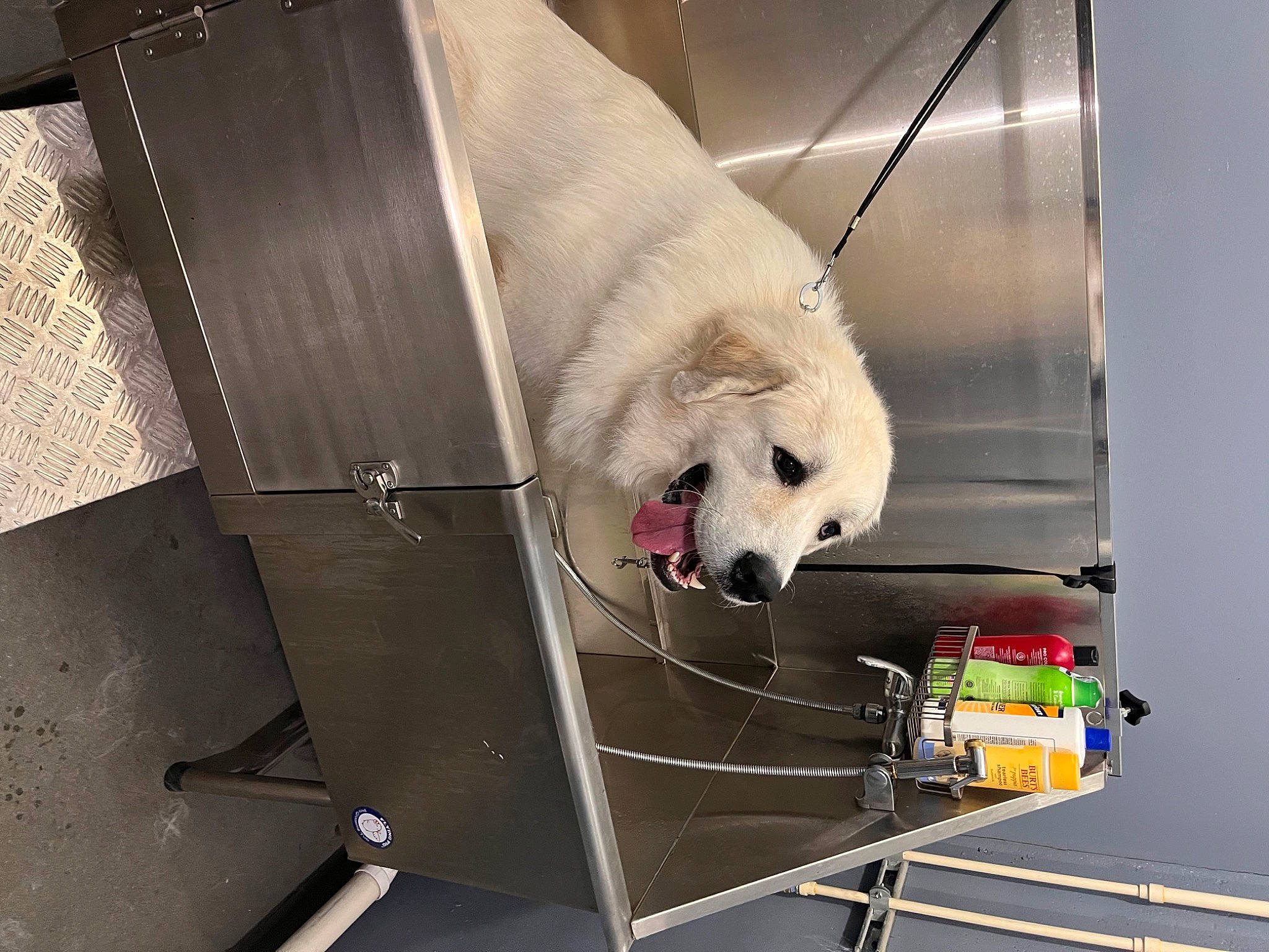 Kopi is registered to the contest to win money with this photo: bear, canidae, carnivore, companion_dog, dog, dog_breed, fur, gas, giant_dog_breed, machine, metal, non_sporting_group, polar_bear, room, samoyed, snout, sporting_group, terrestrial_animal, working_animal