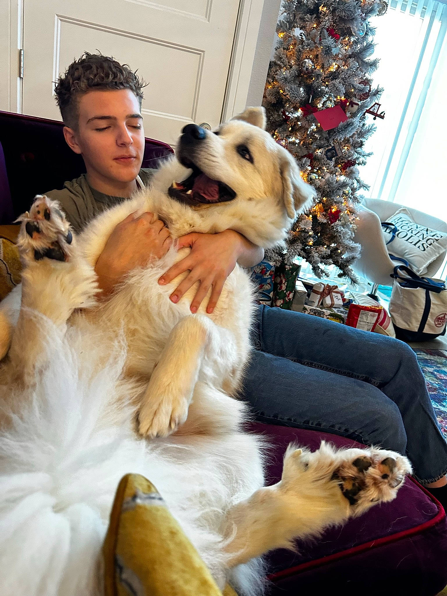 Kopi joined the competition — help win amazing prizes! canidae, carnivore, christmas, christmas_tree, companion_dog, dog, dog_breed, event, fawn, felidae, fur, fur_clothing, happy, holiday, lap, sitting, snout, sporting_group, tree, winter