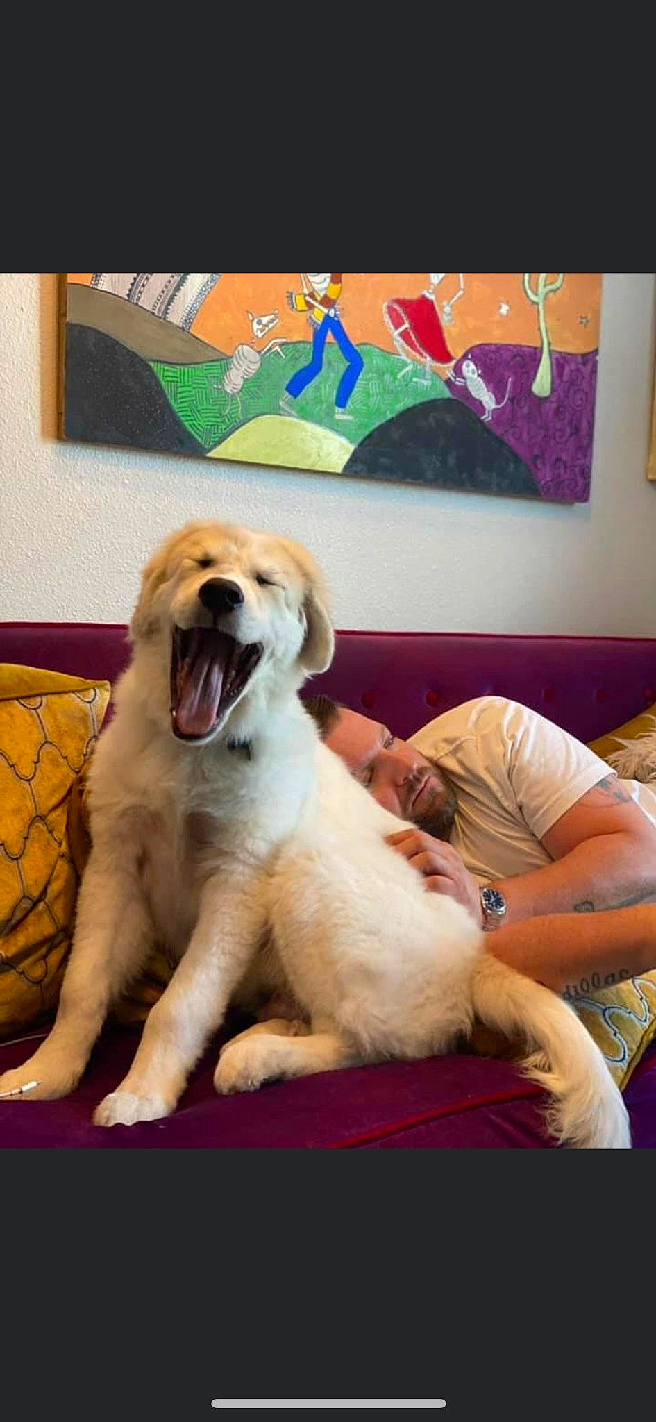 Kopi joined the competition — help win amazing prizes! carnivore, comfort, companion_dog, couch, dog, dog_breed, dog_supply, fawn, flooring, fur, guard_dog, happy, paw, picture_frame, retriever, sitting, smile, snout, sporting_group, working_animal