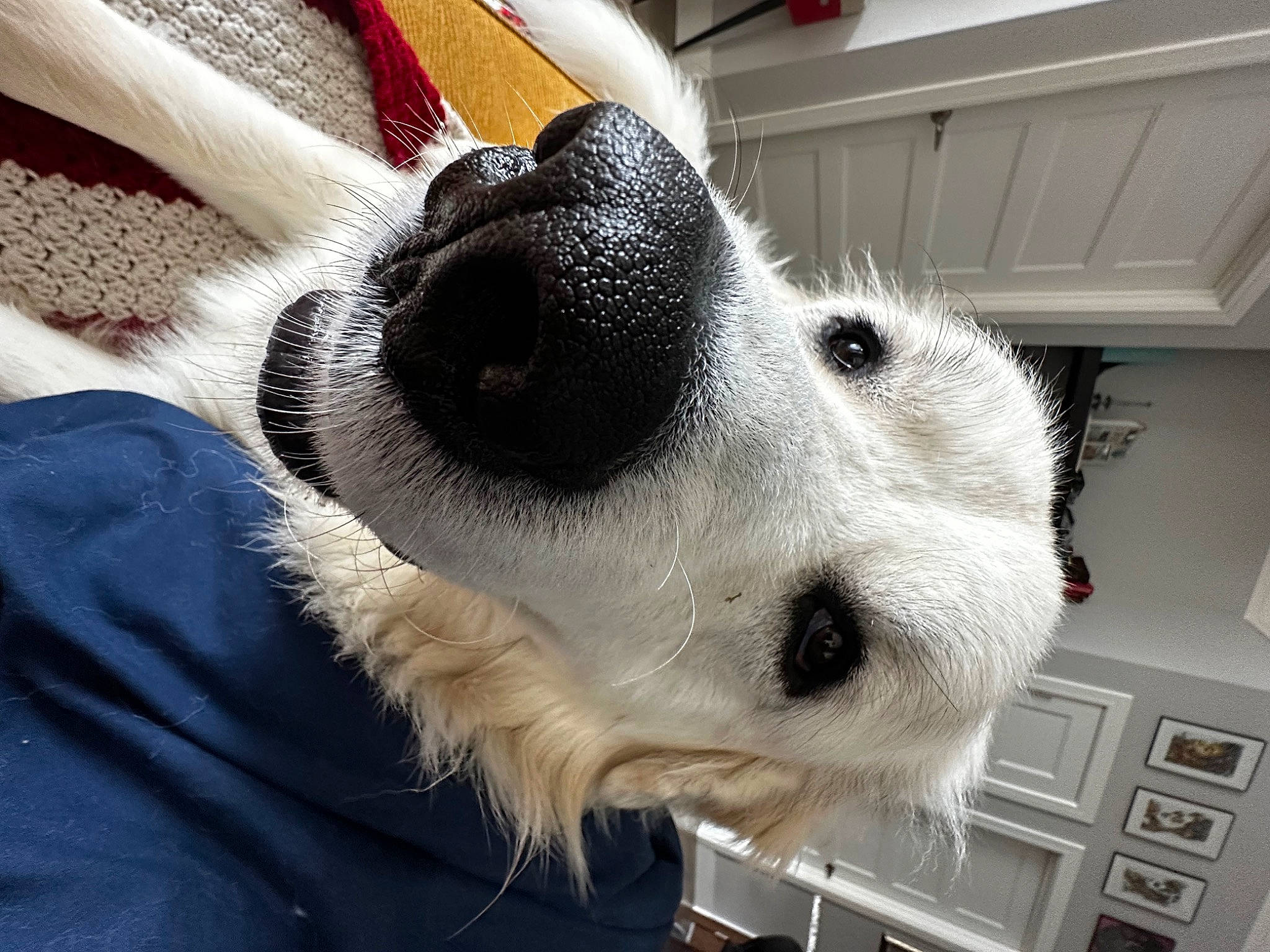 Kopi joined the competition — help win amazing prizes! aircraft, canidae, carnivore, collar, comfort, companion_dog, dog, dog_breed, dog_collar, ear, flooring, fur, linens, non_sporting_group, paw, snout, sporting_group, whiskers, working_animal, woven_fabric