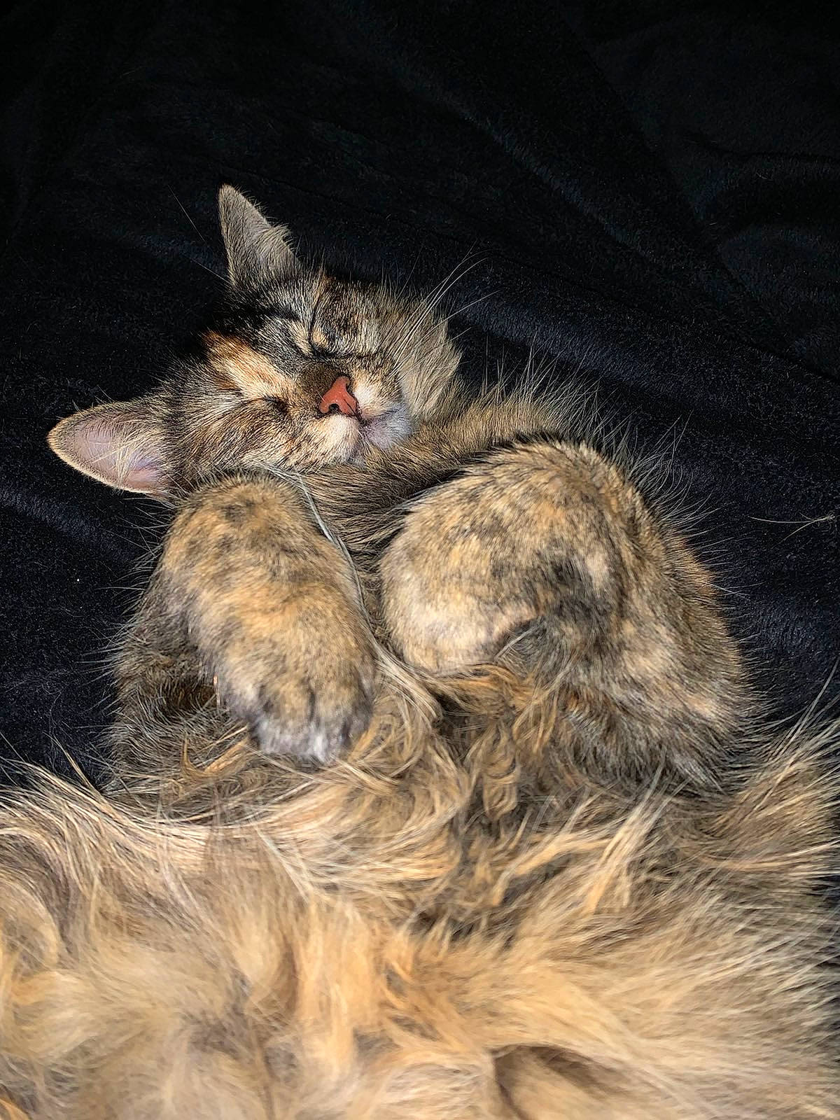 Aiko joined the competition — help win amazing prizes! carnivore, cat, cat_toy, claw, comfort, darkness, domestic_short_haired_cat, felidae, fur, paw, small_to_medium_sized_cats, snout, tail, terrestrial_animal, whiskers