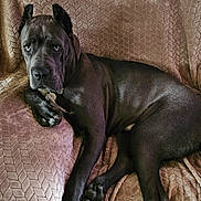 Odin joined the competition — help win amazing prizes! dog, black_dog, pet, animal, canine, lying_down, blanket, indoor, fur, ears, paw, relaxed, resting, looking, texture, comfortable, home, companion, portrait, seated