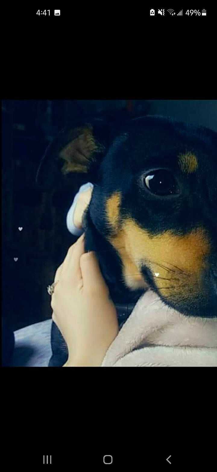 Sylvia joined the competition — help win amazing prizes! canidae, carnivore, companion_dog, display_device, dog, dog_breed, electric_blue, fur, guard_dog, happy, paw, puppy_love, sitting, snout, sporting_group, square, toy_dog, visual_arts, whiskers, working_animal