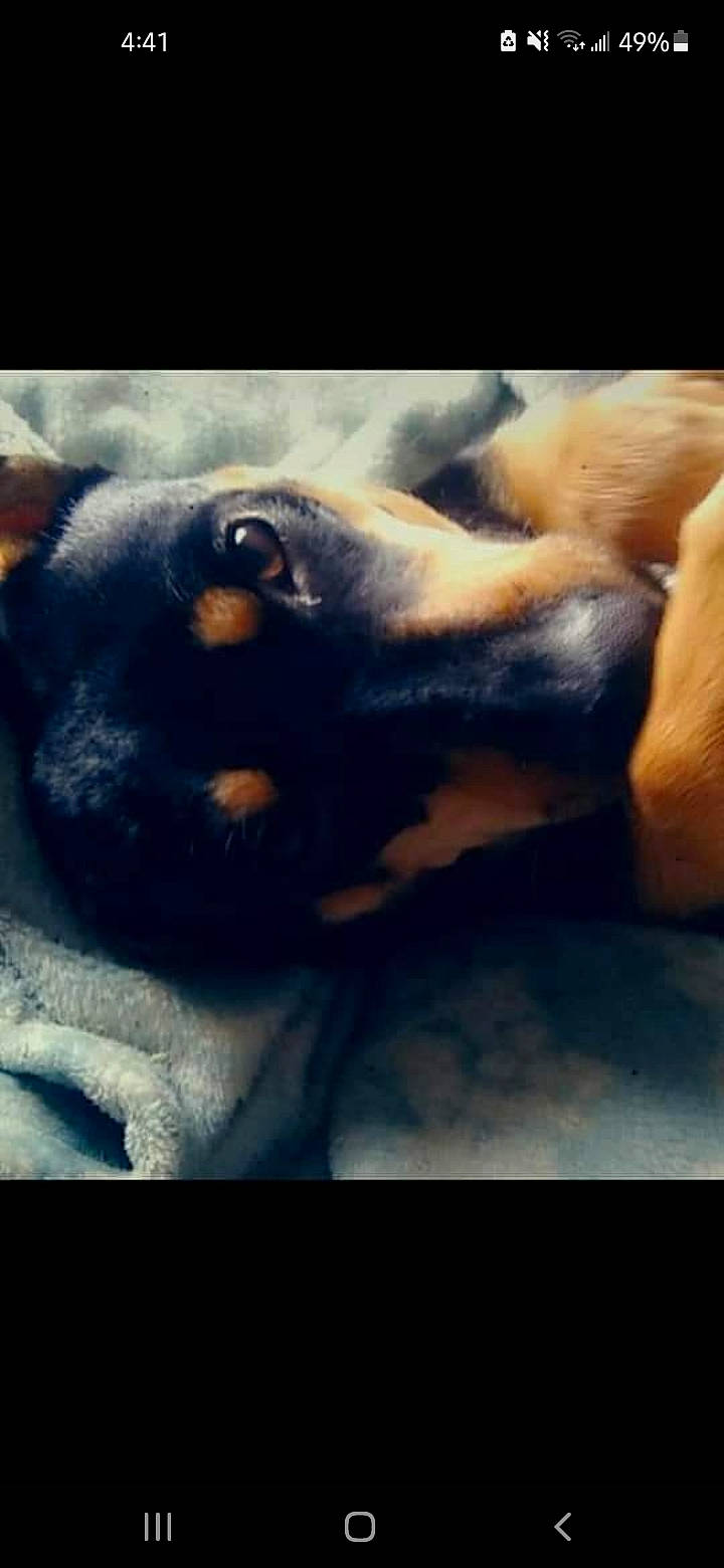 Sylvia is registered to the contest to win money with this photo: canidae, carnivore, cloud, comfort, companion_dog, dog, dog_breed, electric_blue, fawn, felidae, fur, german_shepherd_dog, heat, meteorological_phenomenon, paw, sky, snout, square, whiskers, working_dog