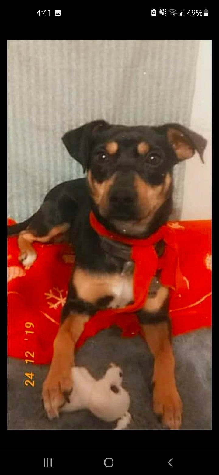 Sylvia is registered to the contest to win money with this photo: canidae, carnivore, collar, companion_dog, dog, dog_breed, dog_clothes, dog_collar, dog_supply, fawn, fur, guard_dog, paw, pet_supply, rectangle, terrier, toy_dog, whiskers, working_animal, working_dog