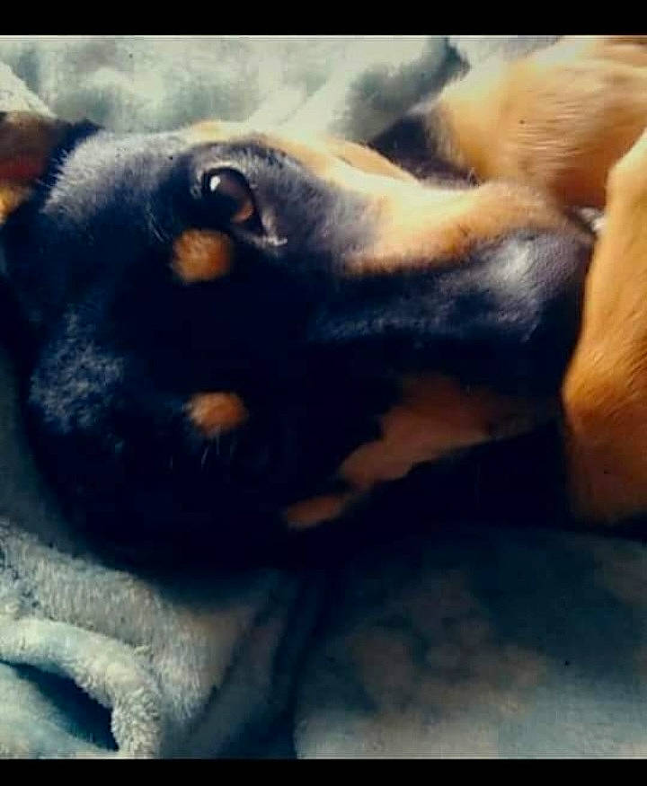 Sylvia Rose is registered to the contest to win money with this photo: carnivore, cloud, comfort, companion_dog, dog, dog_breed, fur, guard_dog, heat, love, meteorological_phenomenon, paw, sky, snout, square, whiskers, working_dog