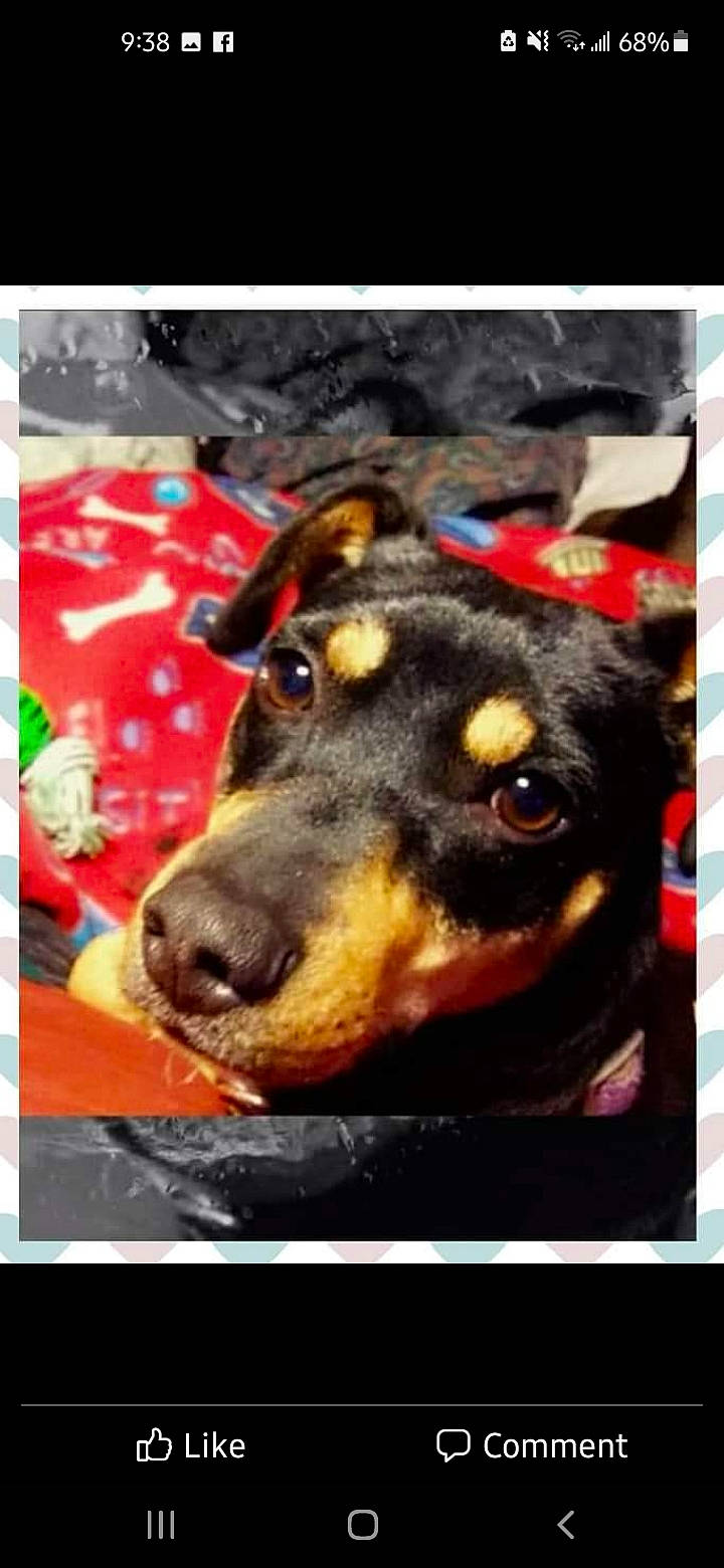 Sylvia Rose joined the competition — help win amazing prizes! beauty, canidae, carnivore, companion_dog, dog, dog_breed, electronic_device, font, fur, guard_dog, paw, recipe, rectangle, snapshot, sporting_group, square, technology, working_animal, working_dog