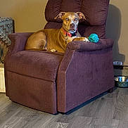 Reese joined the competition — help win amazing prizes! dog, pit_bull, pet, brown_dog, sitting, recliner, armchair, chew_toy, blue_toy, collar, indoors, living_room, furniture, floor, wood_floor, portrait, looking_at_camera, relaxed, home, pet_photography
