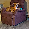 dog, pit_bull, pet, brown_dog, sitting, recliner, armchair, chew_toy, blue_toy, collar, indoors, living_room, furniture, floor, wood_floor, portrait, looking_at_camera, relaxed, home, pet_photography