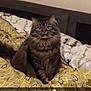 Bounty participe au concours pour gagner de l'argent avec cette photo : angora, animal, bed, blanket, cat, computer, cushion, egyptiancat, electronics, face, furniture, hardware, head, homedecor, indoors, interiordesign, kitten, pc, person, pet