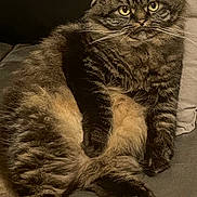 Bounty participe au concours pour gagner de l'argent avec cette photo : abyssinian, angora, animal, armchair, blackcat, blanket, brasssection, cat, chair, couch, cushion, egyptiancat, furniture, horn, kitten, manx, musicalinstrument, person, pet, sleeping