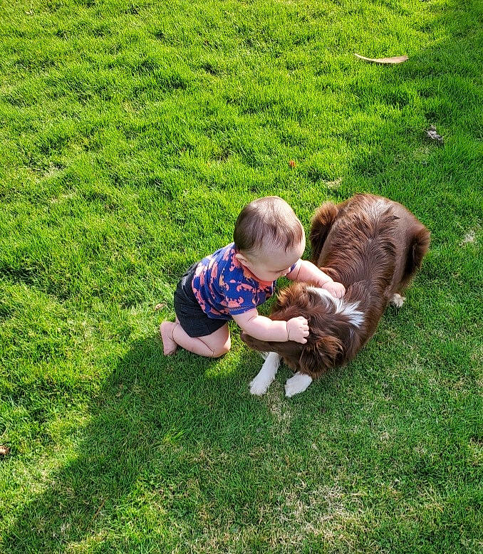 Archer is registered to the contest to win money with this photo: baby, baby_toddler_clothing, companion_dog, garden, grass, grass_family, grassland, groundcover, happy, landscape, lawn, leisure, meadow, pasture, people_in_nature, person, plant, recreation, shrub, t_shirt