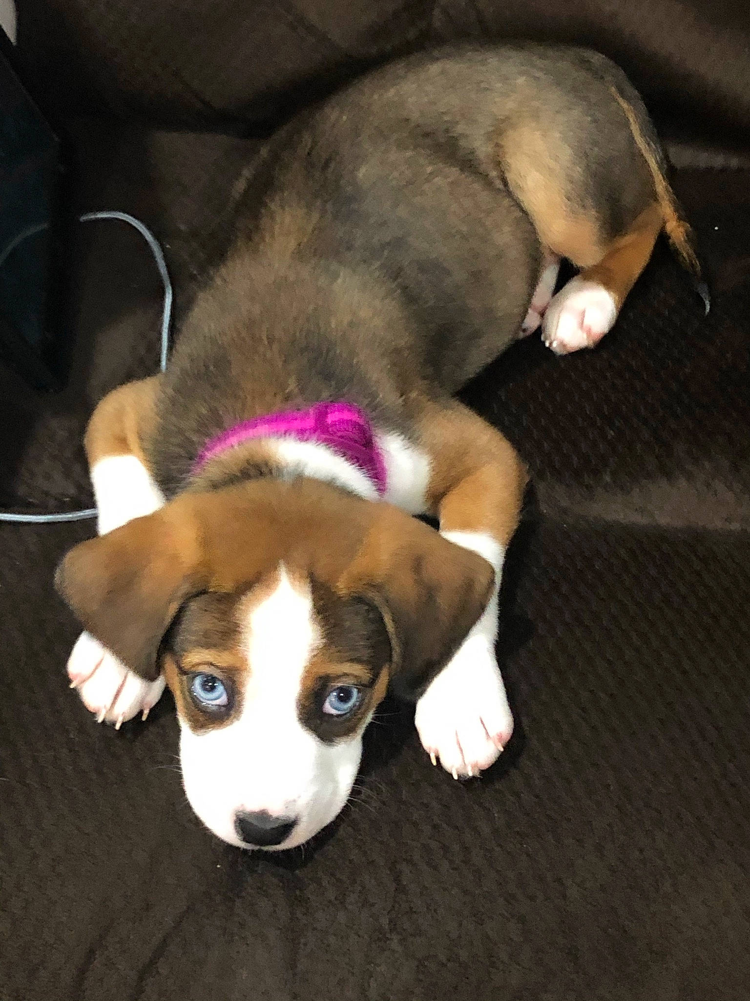 Elle joined the competition — help win amazing prizes! canidae, carnivore, comfort, companion_dog, dog, dog_breed, dog_supply, fawn, fur, hound, paw, pet_supply, puppy, scent_hound, snout, sporting_group, tail, whiskers, working_animal, working_dog