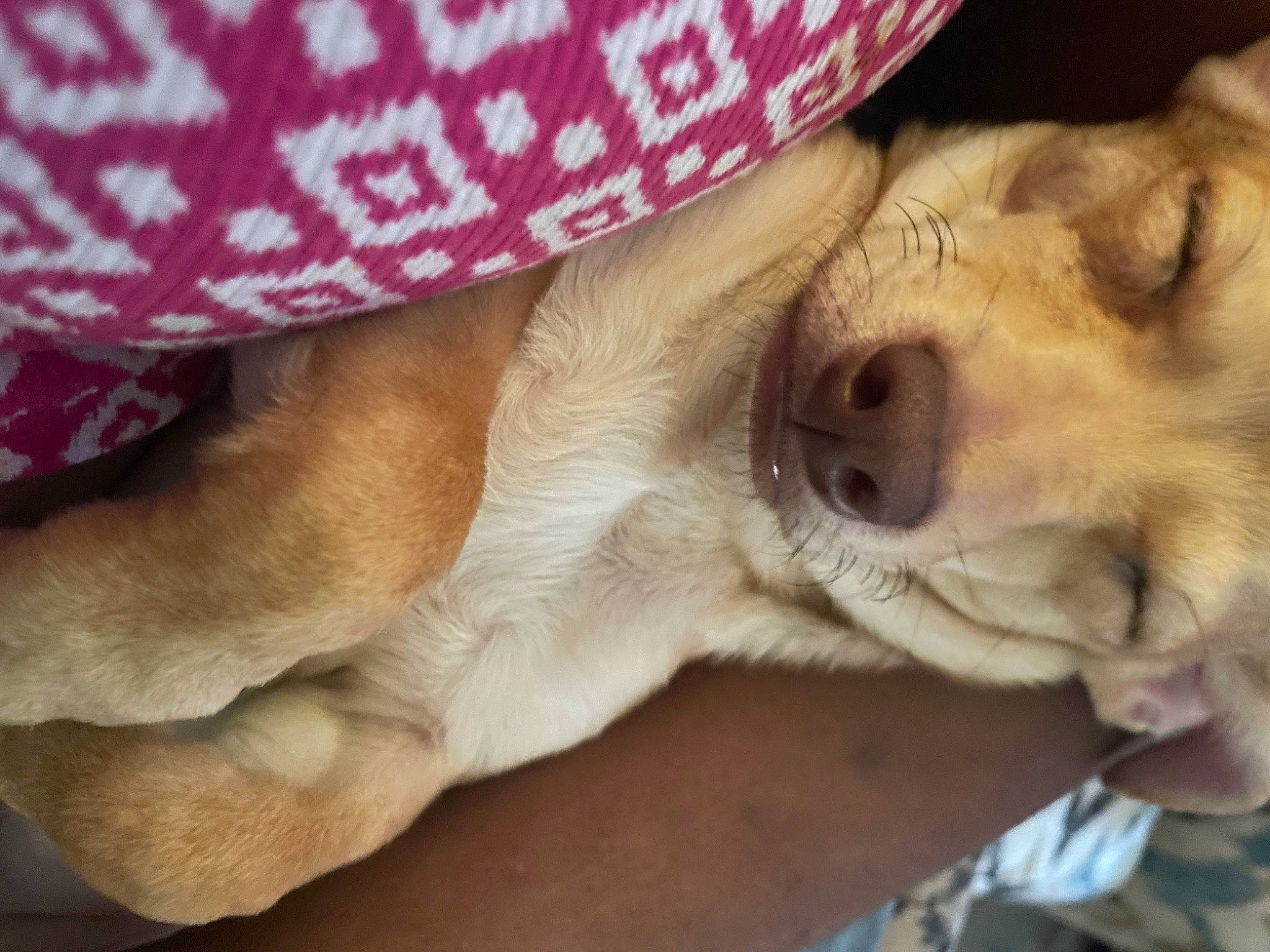 Ralph joined the competition — help win amazing prizes! canidae, carnivore, comfort, companion_dog, couch, dog, dog_breed, ear, eye, fawn, fur, gesture, glasses, jaw, paw, snout, sporting_group, whiskers, working_animal, wrinkle