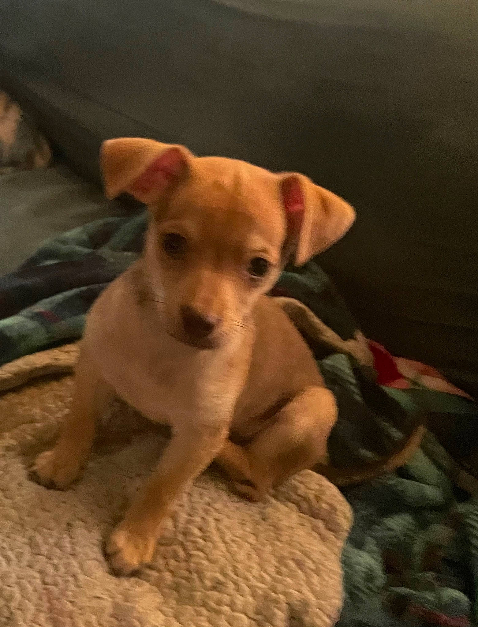 Ralph joined the competition — help win amazing prizes! canidae, carnivore, chihuahua, companion_dog, dog, dog_breed, dog_clothes, dog_supply, fawn, labrador_retriever, paw, puppy, sporting_group, street_dog, tail, terrestrial_animal, toy_dog, whiskers, wood, working_animal