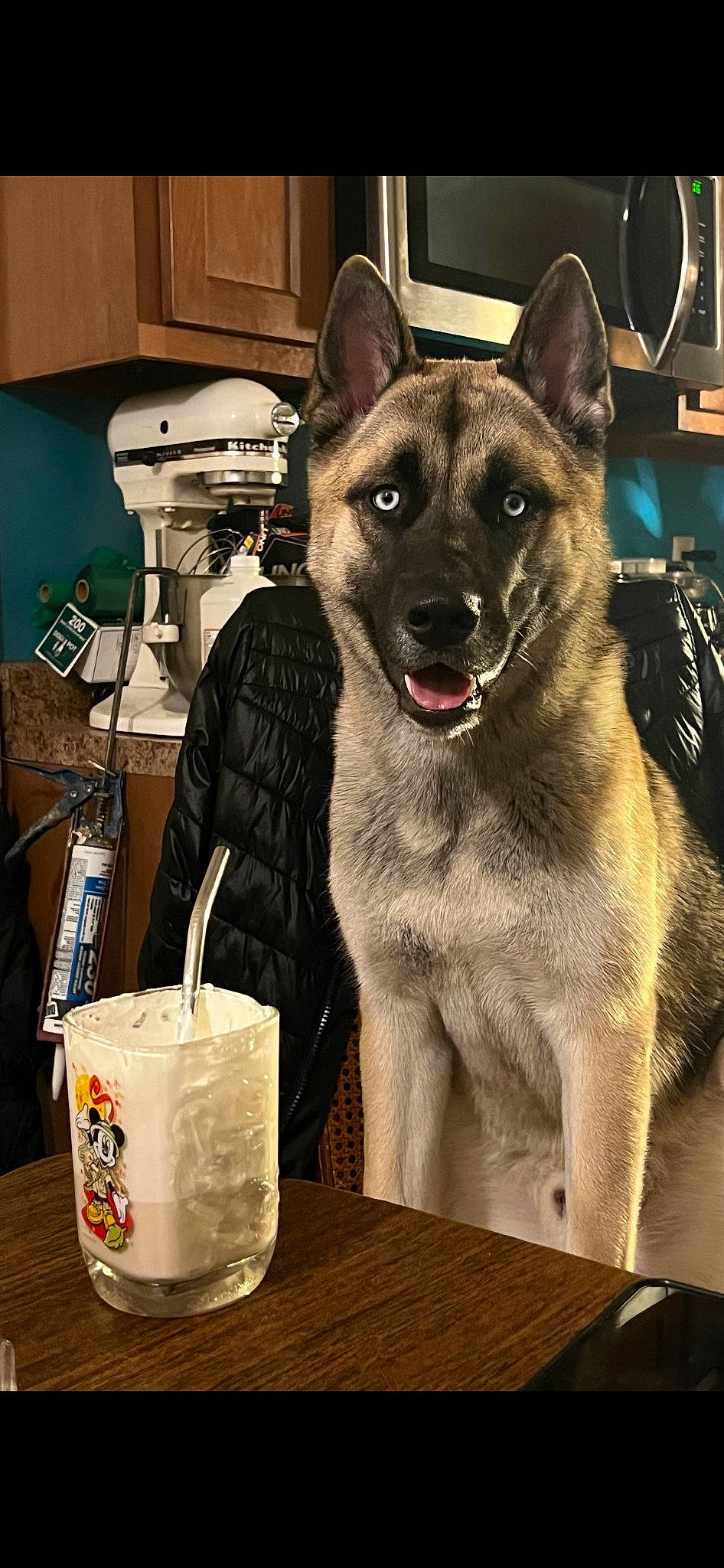 Kratos joined the competition — help win amazing prizes! bag, canidae, carnivore, collar, companion_dog, dog, dog_breed, dog_supply, door, event, fur, king_shepherd, luggage_and_bags, photography, snout, sporting_group, table, terrestrial_animal, working_animal, working_dog