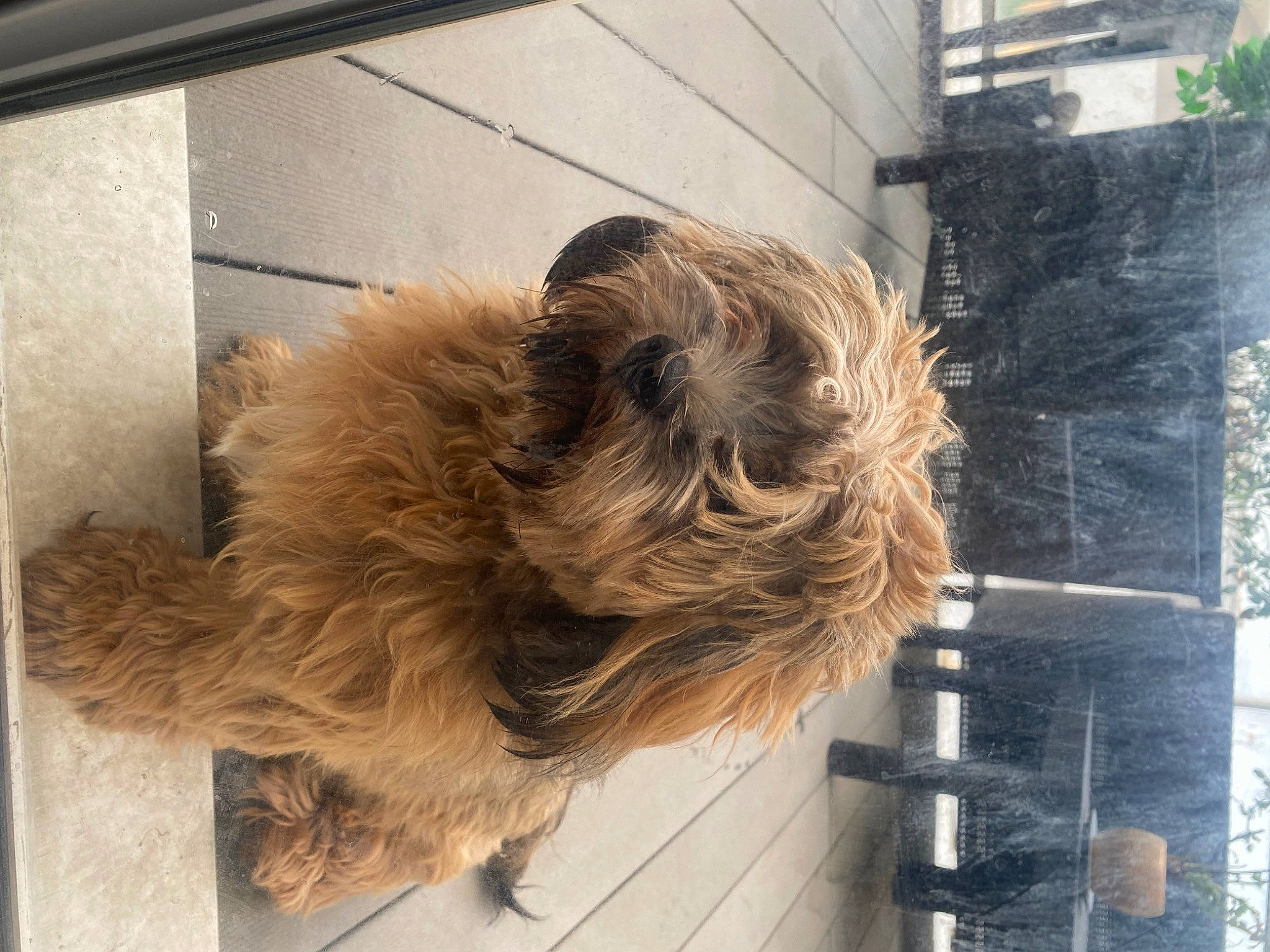 Sissi a rejoint le concours — aidez-le/la à gagner de superbes lots ! canidae, carnivore, claw, companion_dog, dog, dog_breed, fawn, felidae, flooring, fur, gas, liver, metal, plant, snout, sporting_group, tail, terrier, wood, working_animal