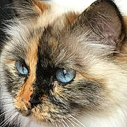 Ella a rejoint le concours — aidez-le/la à gagner de superbes lots ! alert, animal, blue_eyes, cat, close_up, cute, detail, domestic_cat, ear, face, feline, fluffy, fur, indoor, muzzle, nature, pet, portrait, soft, whiskers