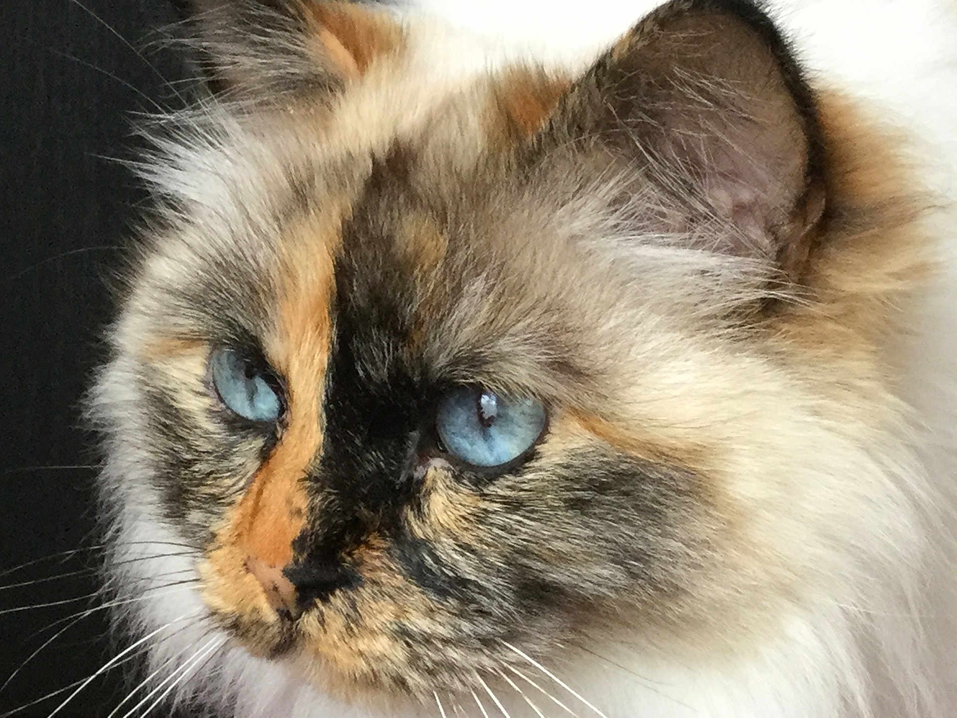 Ella a rejoint le concours — aidez-le/la à gagner de superbes lots ! alert, animal, blue_eyes, cat, close_up, cute, detail, domestic_cat, ear, face, feline, fluffy, fur, indoor, muzzle, nature, pet, portrait, soft, whiskers