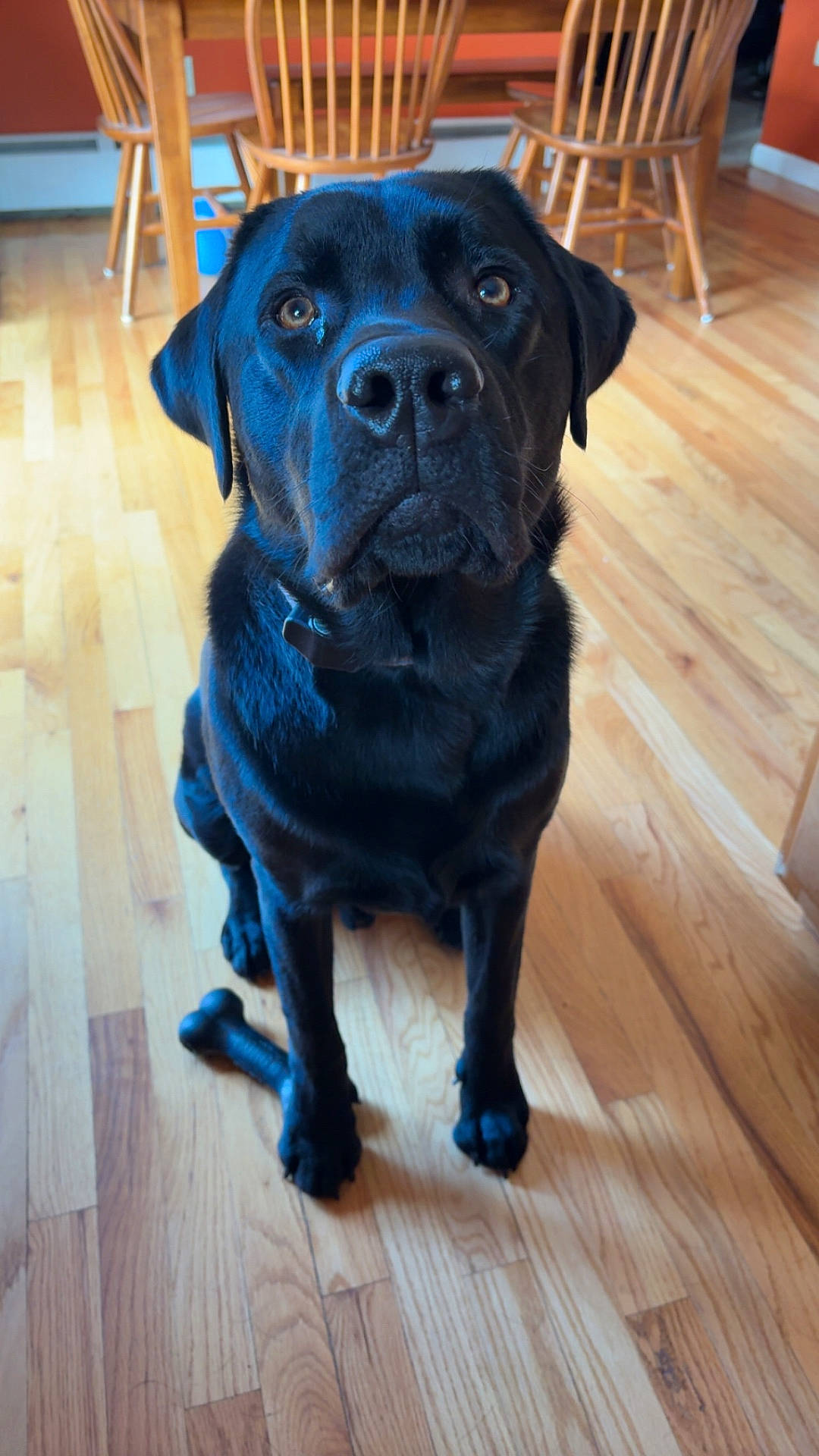 Yogi
