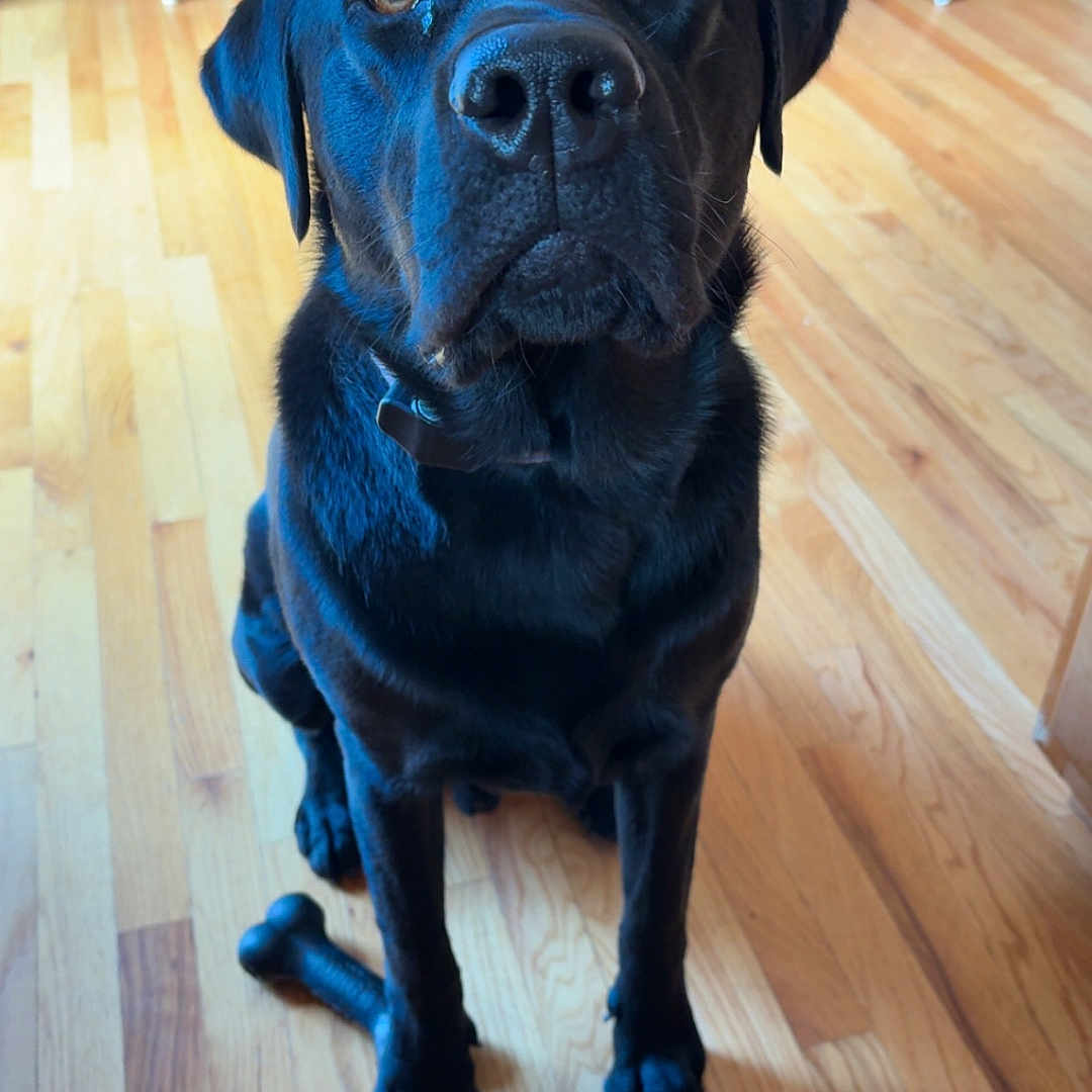 Yogi