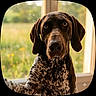 dog, portrait, spotted_coat, brown_fur, black_and_white, floppy_ears, long_snout, large_dog, sitting, indoors, window, garden, nature, sunlight, close_up, animal, pet, looking_at_camera, warm_lighting, photography