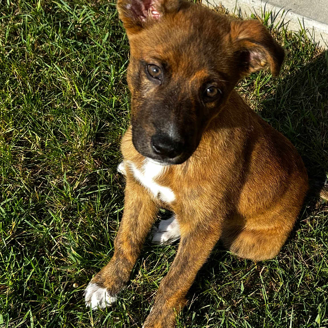 Nala is registered to the contest to win money with this photo: animal, brindle, brown, canine, cute, dog, ear, friendly, grass, nature, outdoor, pet, playful, portrait, puppy, sidewalk, sitting, sunlight, white_paws, young_dog