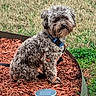 dog, curly_fur, blue_collar, mulch, garden_bed, grass, outdoor, pet, animal, solar_light, brown_fur, small_dog, sitting, nature, yard, metal_border, daylight, cute, fluffy, watchful