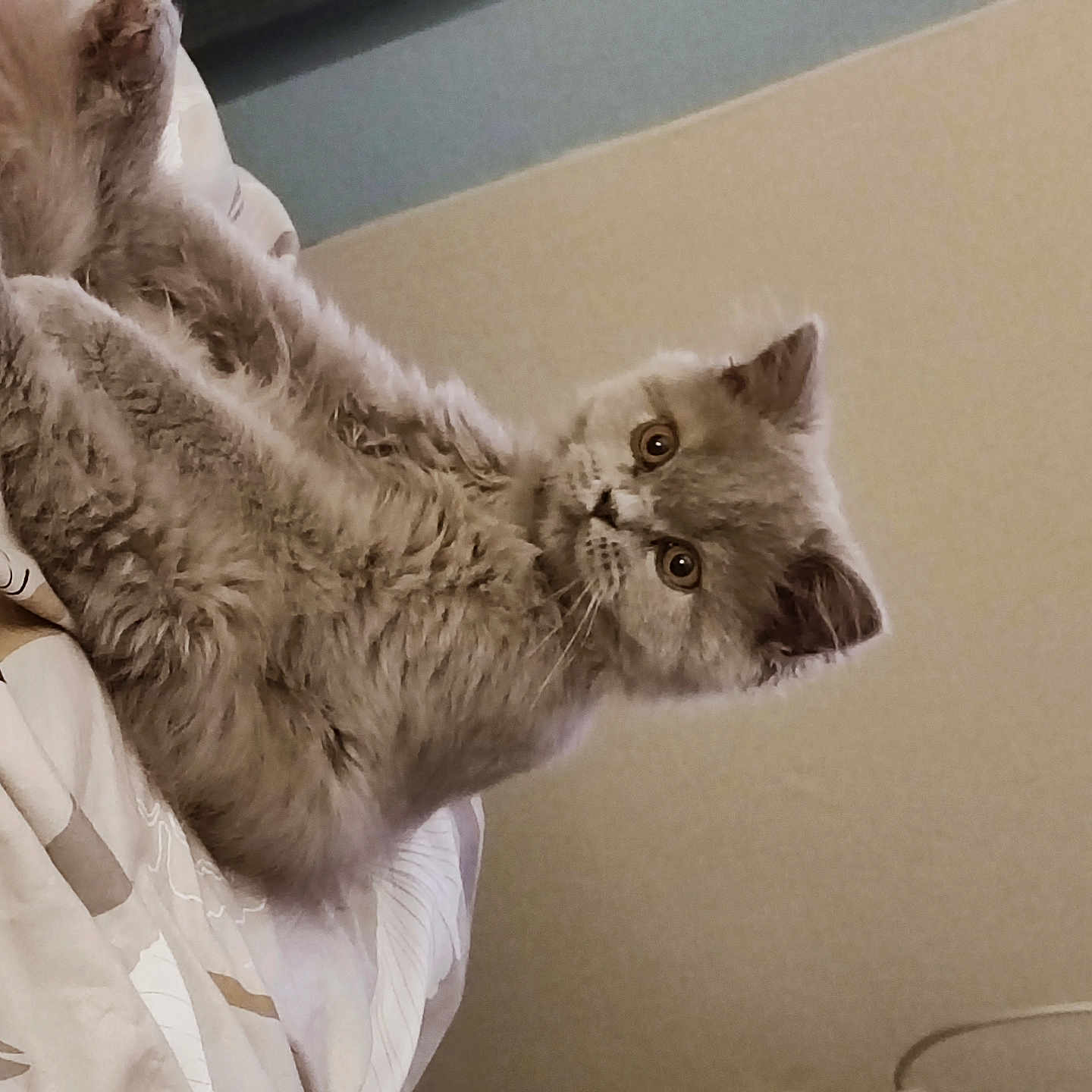 Bijoux