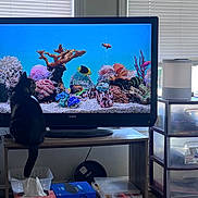 Carmen is registered to the contest to win money with this photo: aquarium, basket, blinds, cat, colorful, curious, fish, fish_tank, floor_lamp, furniture, home, household_items, indoor, natural_light, pet, plastic_containers, storage_drawers, table, television, window