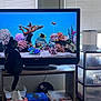 aquarium, basket, blinds, cat, colorful, curious, fish, fish_tank, floor_lamp, furniture, home, household_items, indoor, natural_light, pet, plastic_containers, storage_drawers, table, television, window