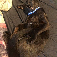 Binx is registered to the contest to win money with this photo: animal, black_cat, blanket, cat, collar, comfort, cozy, cute, domestic_animal, feline, fur, indoor, nap, pet, relaxed, resting, sleeping, soft, tail, whiskers