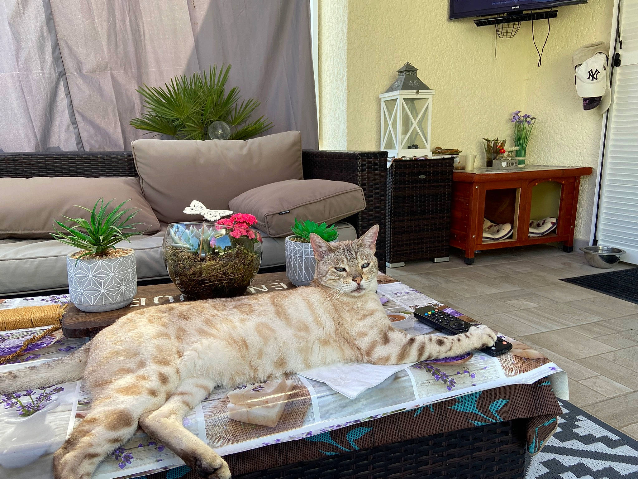 Mowgli a rejoint le concours — aidez-le/la à gagner de superbes lots ! cabinetry, carnivore, cat, comfort, couch, curtain, fawn, felidae, floor, flooring, flowerpot, furniture, houseplant, interior_design, living_room, plant, small_to_medium_sized_cats, studio_couch, window, wood