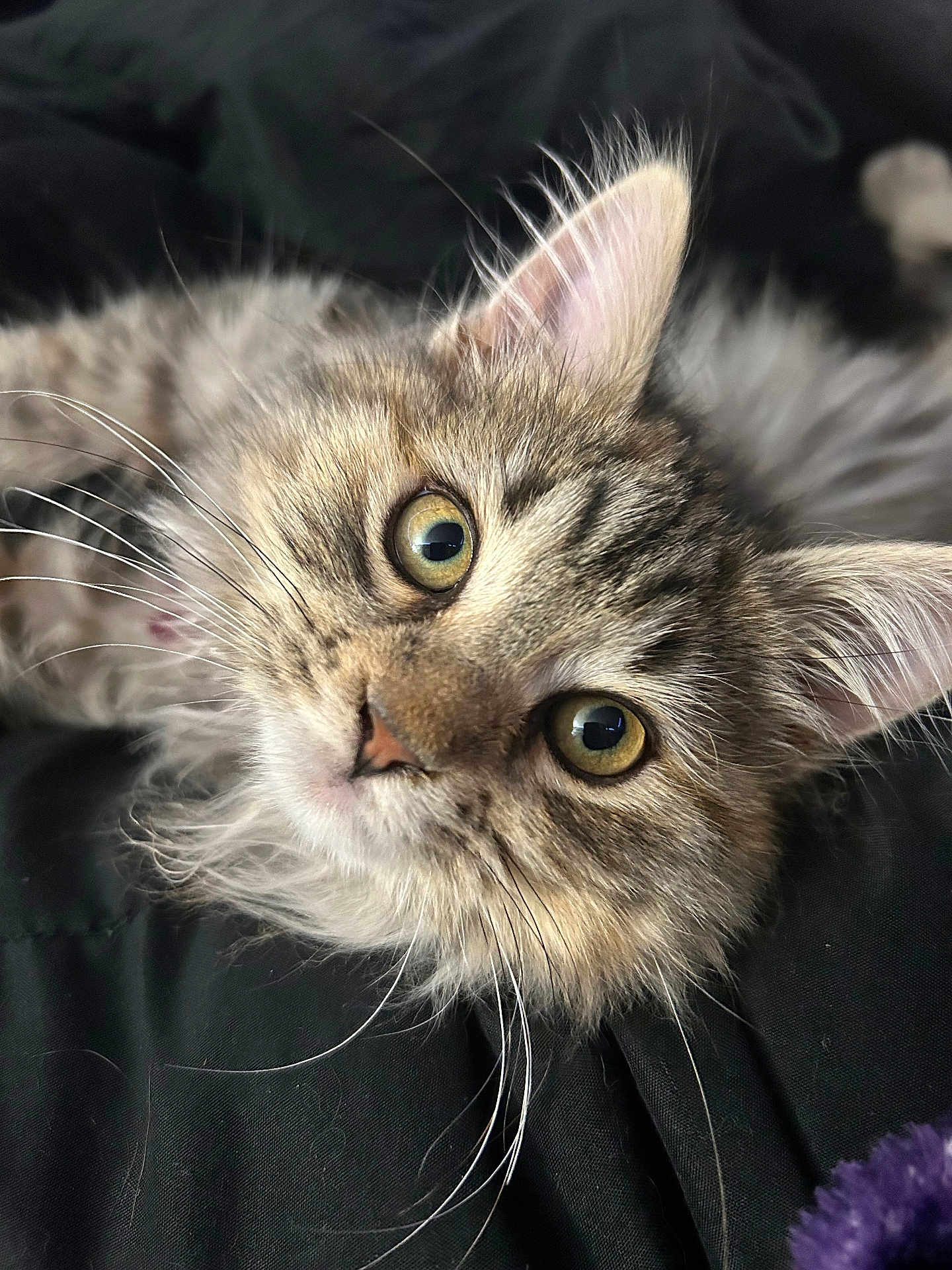 Isha joined the competition — help win amazing prizes! cat, kitten, tabby, close_up, whiskers, fur, pet, animal, cute, eyes, portrait, lying_down, domestic_cat, feline, young, soft, indoor, curious, face, muzzle