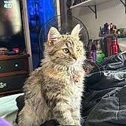 Isha is registered to the contest to win money with this photo: cat, fluffy, collar, bell, bed, blanket, indoor, sitting, yellow_eyes, furniture, fan, shelf, toys, decor, room, light, fur, pet, curious, domestic