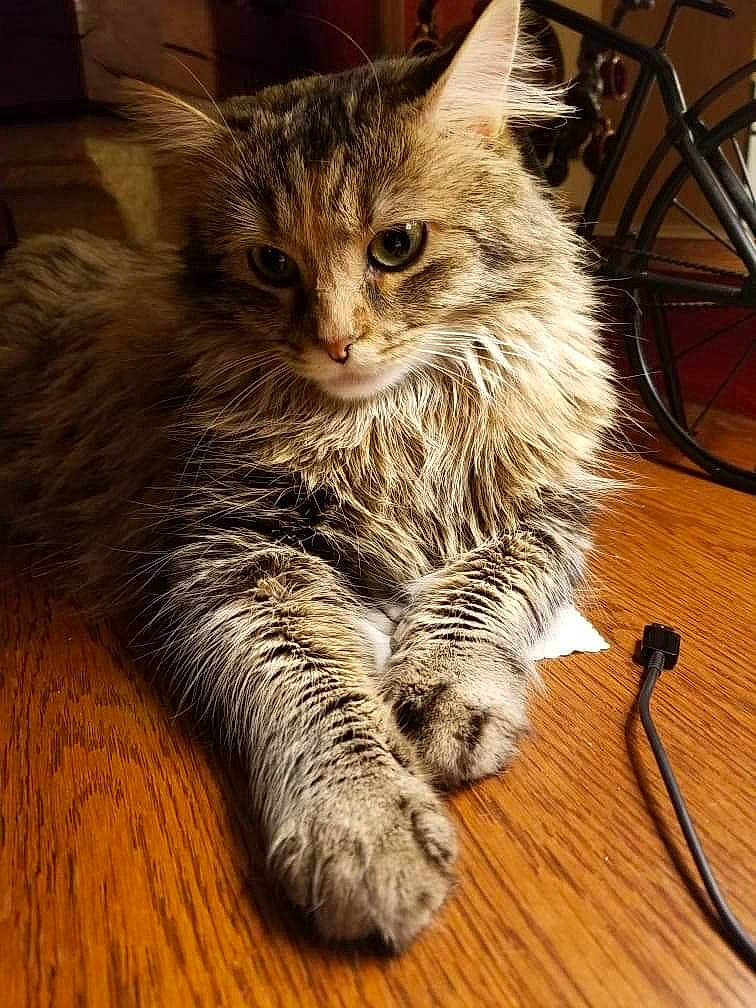 Purple participe au concours pour gagner de l'argent avec cette photo : bicycle, bicycle_wheel, carnivore, cat, claw, domestic_short_haired_cat, fawn, felidae, flooring, fur, hardwood, paw, small_to_medium_sized_cats, snout, tail, tire, wheel, whiskers, wildlife, wood